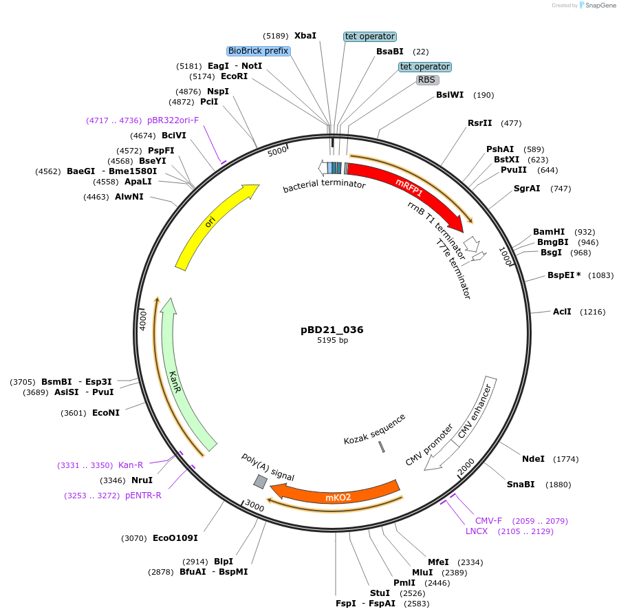 109153-plasmid-map-sequence-id-209235