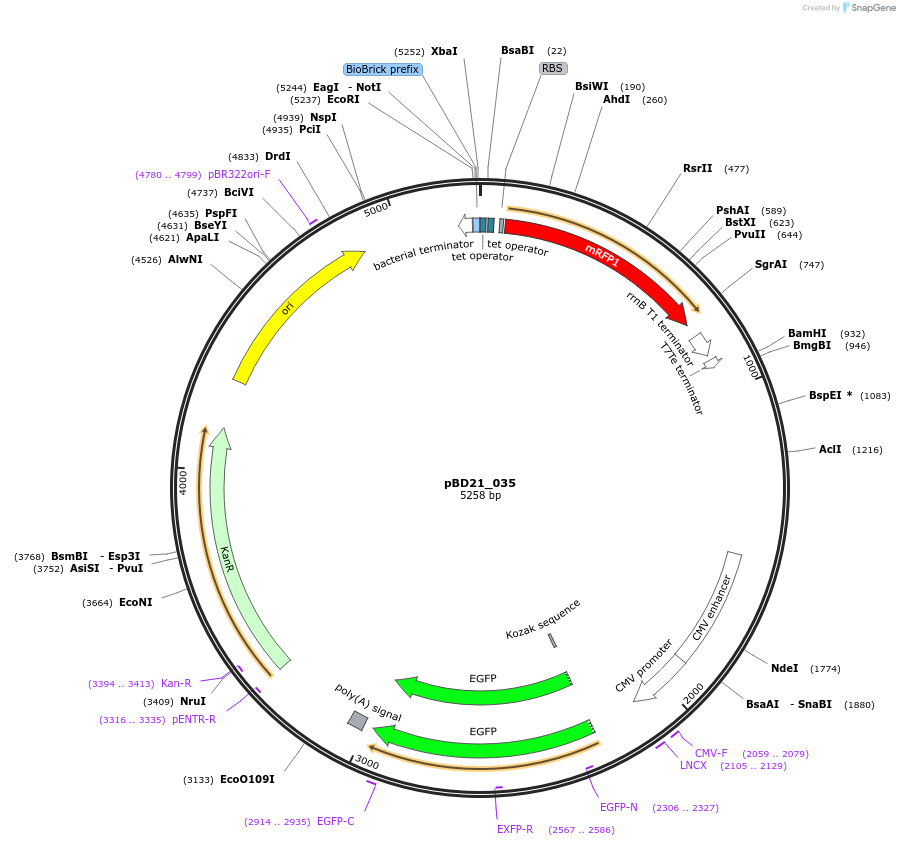 109152-plasmid-map-sequence-id-209236