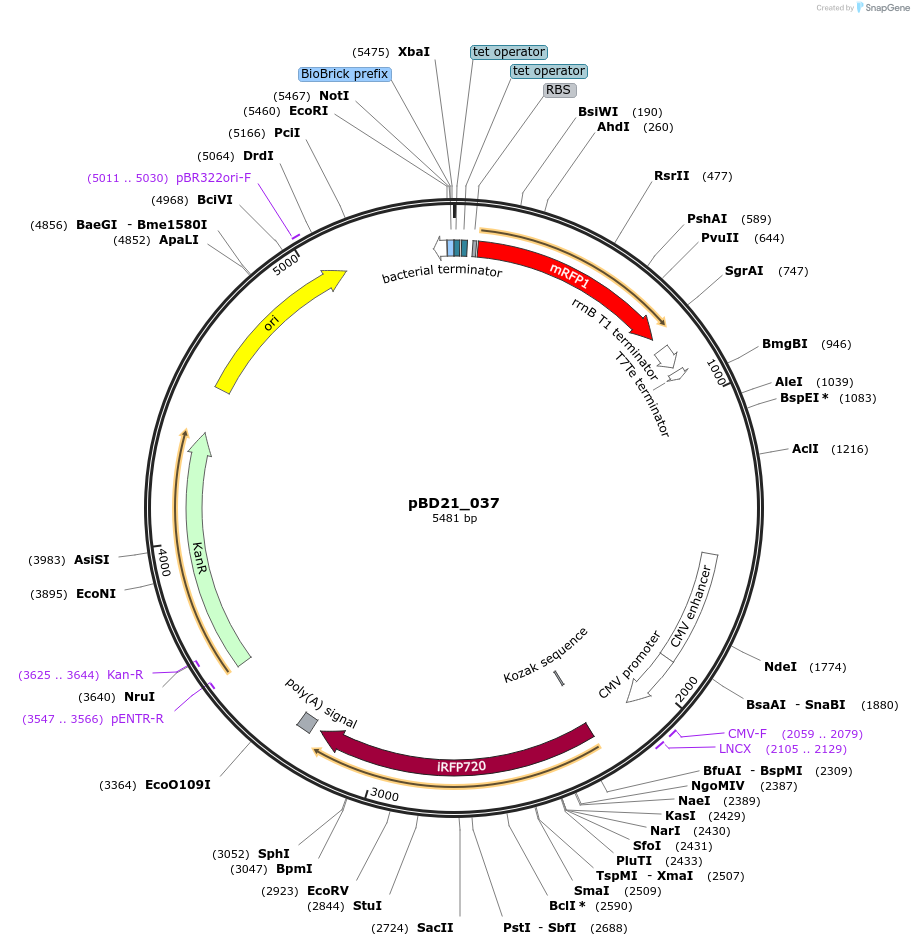 109154-plasmid-map-sequence-id-209237