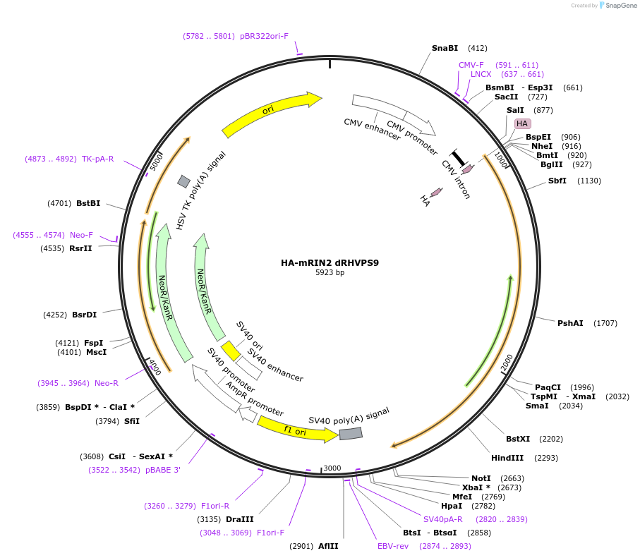 108942-plasmid-map-sequence-id-209239