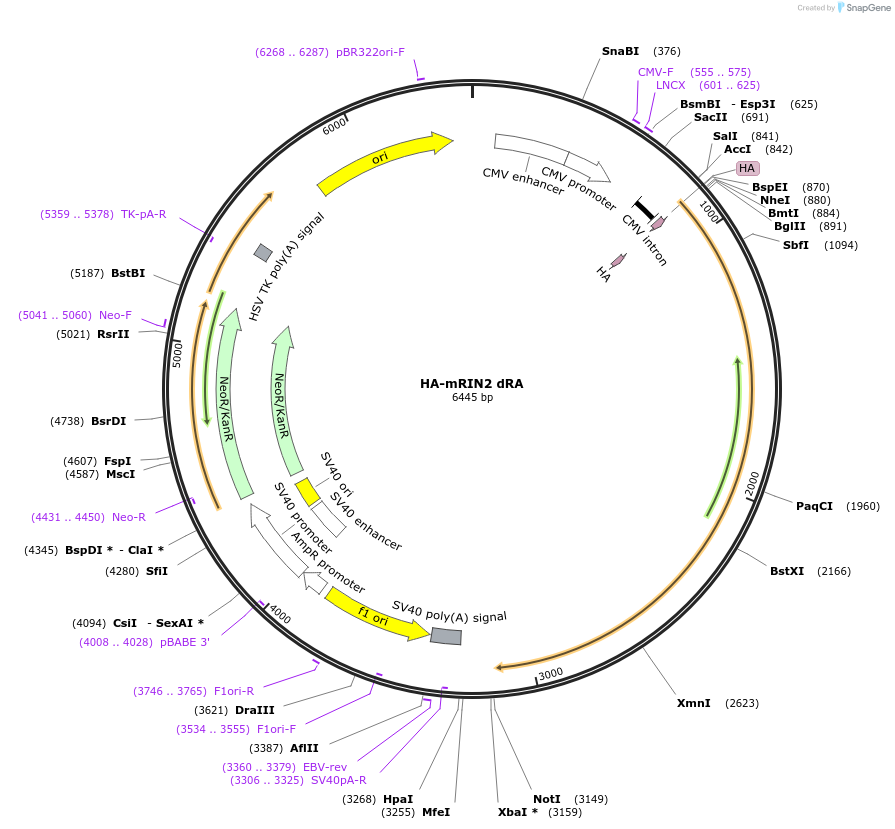 108941-plasmid-map-sequence-id-209241