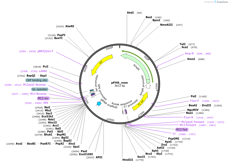 105866-plasmid-map-sequence-id-209247