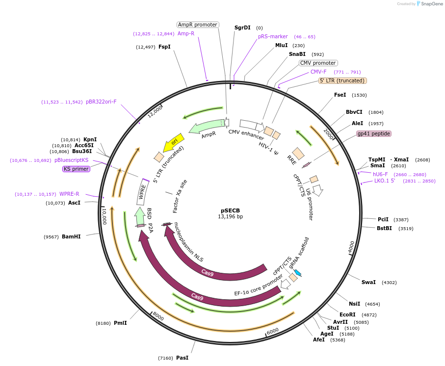 106305-plasmid-map-sequence-id-209251