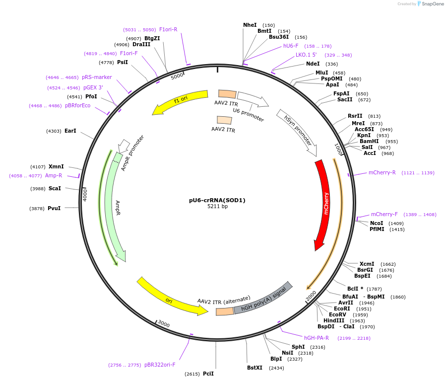 109321-plasmid-map-sequence-id-209267
