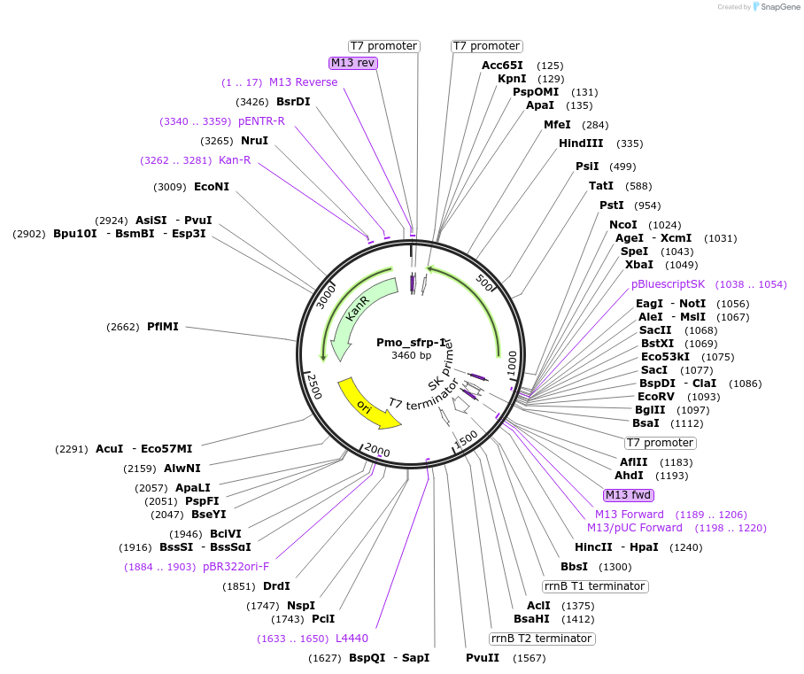 107649-plasmid-map-sequence-id-209285