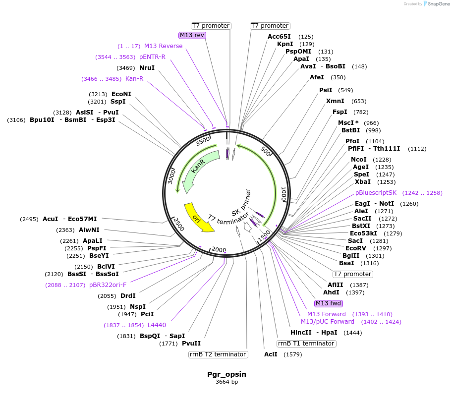 107655-plasmid-map-sequence-id-209322