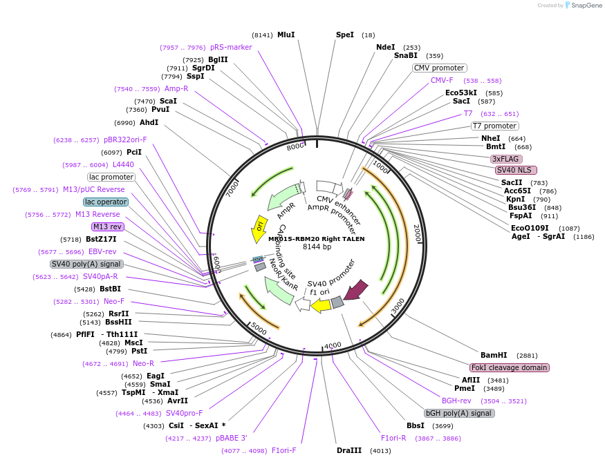 108343-plasmid-map-sequence-id-209372