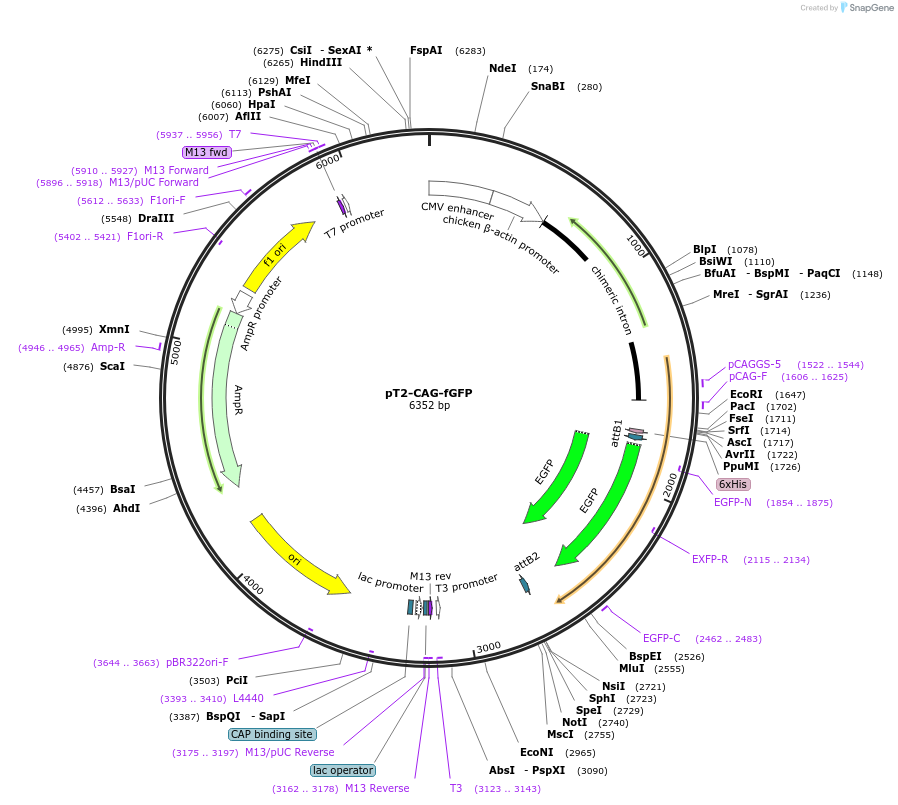 108714-plasmid-map-sequence-id-209373
