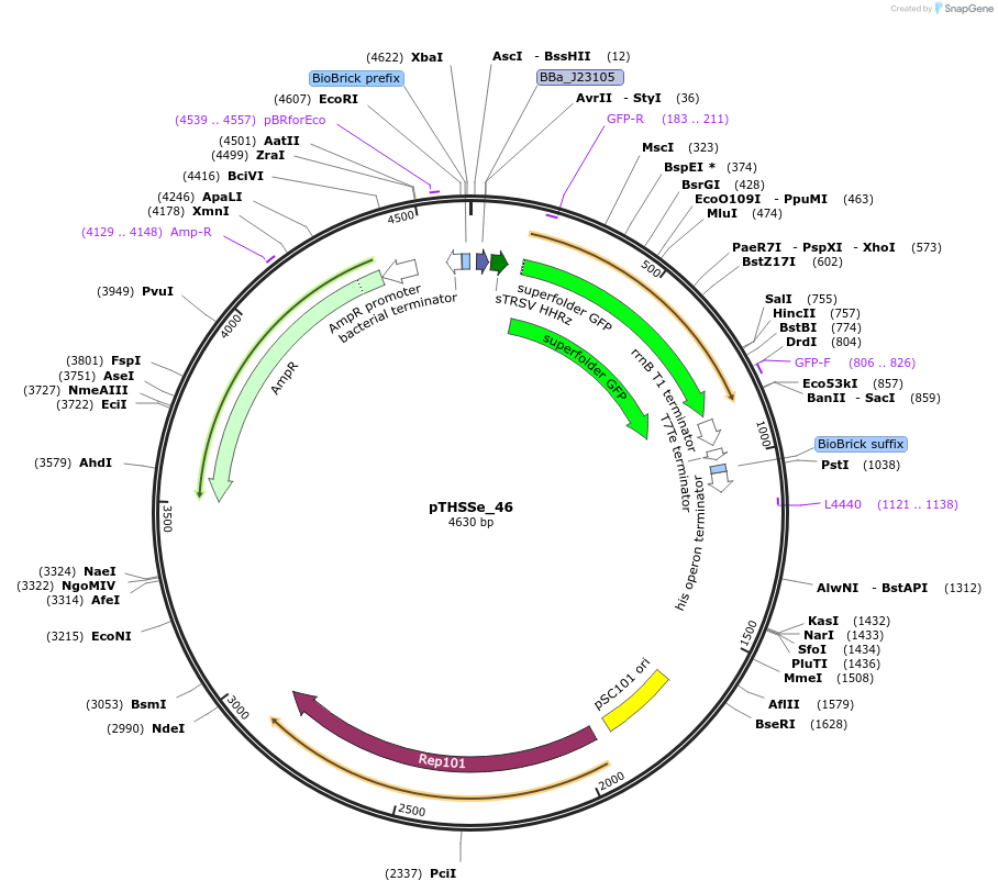 109244-plasmid-map-sequence-id-209374