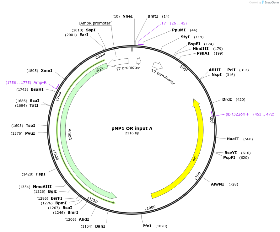 107365-plasmid-map-sequence-id-209393