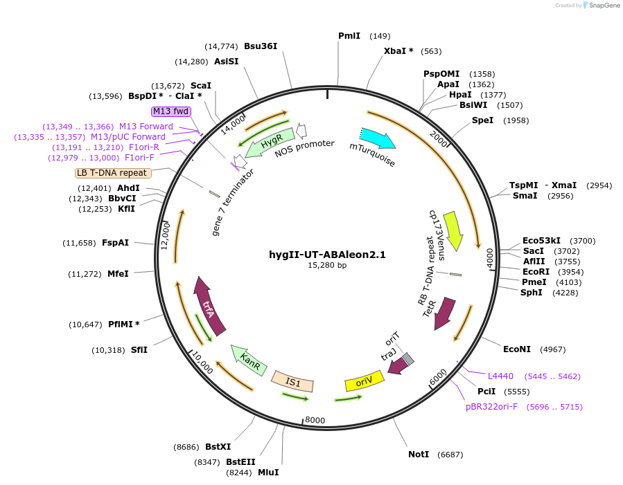 106982-plasmid-map-sequence-id-209394