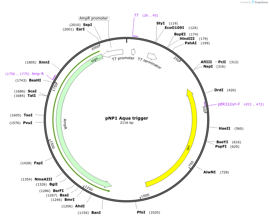 107360-plasmid-map-sequence-id-209397