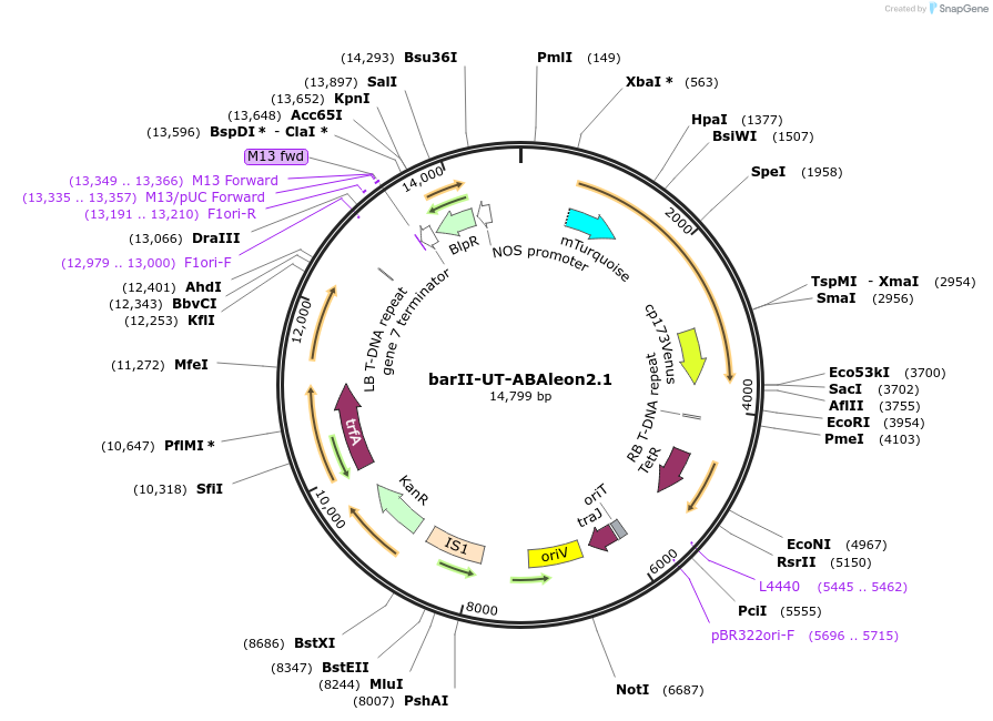 106981-plasmid-map-sequence-id-209398