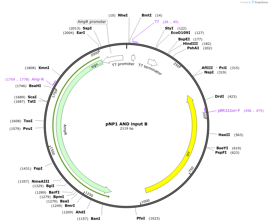 107363-plasmid-map-sequence-id-209400