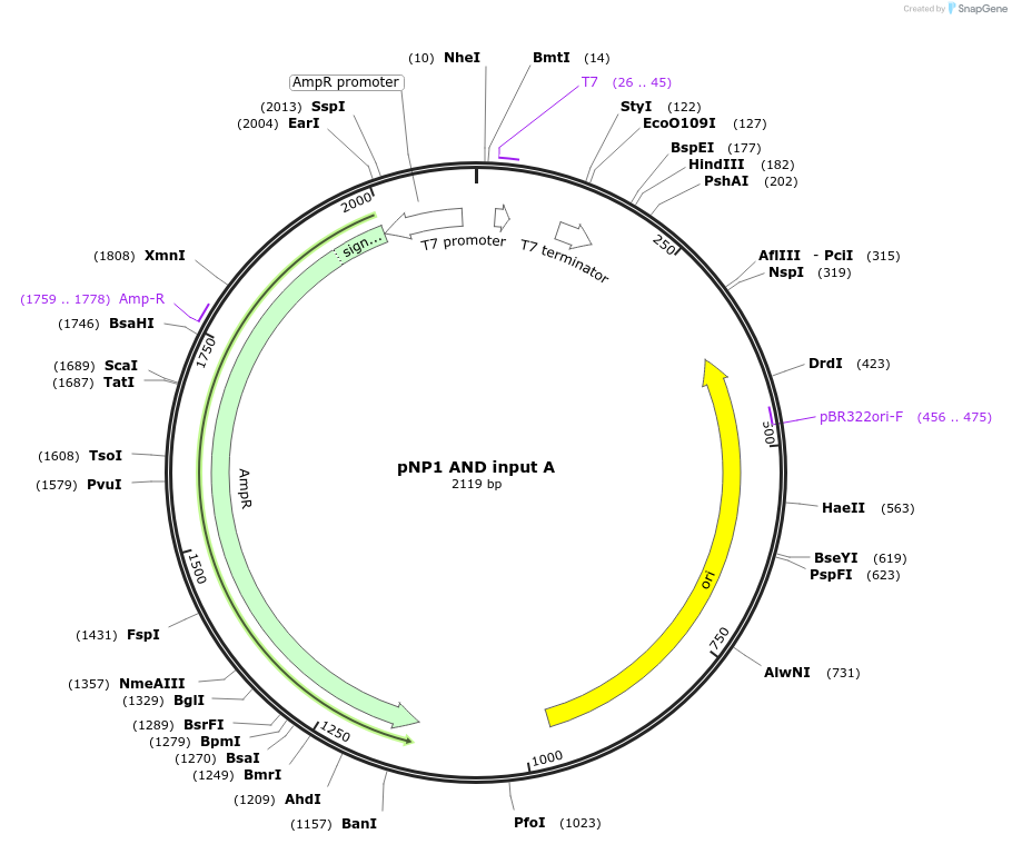 107362-plasmid-map-sequence-id-209401