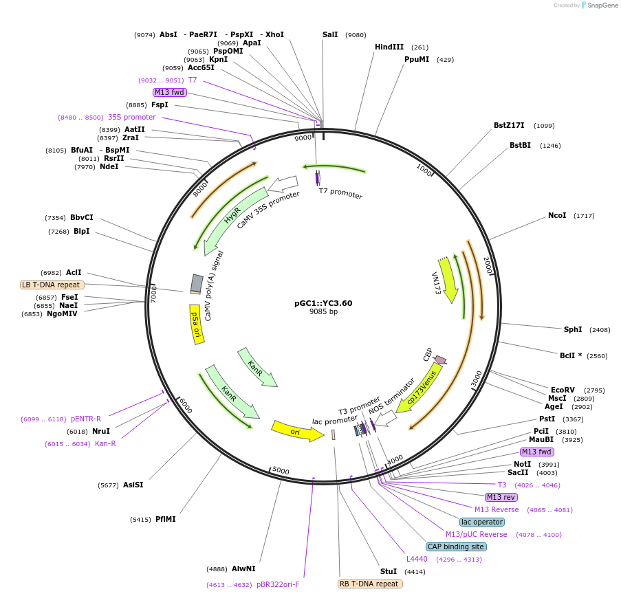 107061-plasmid-map-sequence-id-209403