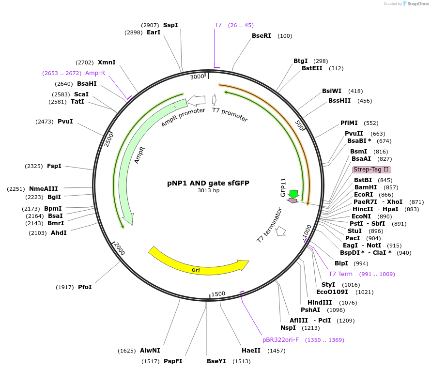 107361-plasmid-map-sequence-id-209406