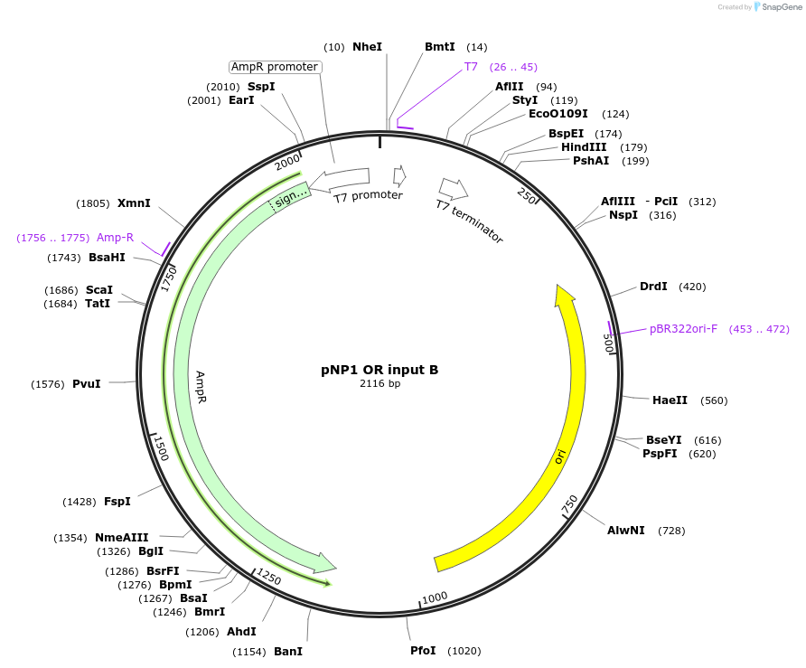 107366-plasmid-map-sequence-id-209408