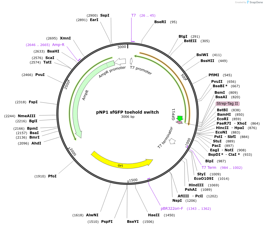 107355-plasmid-map-sequence-id-209416