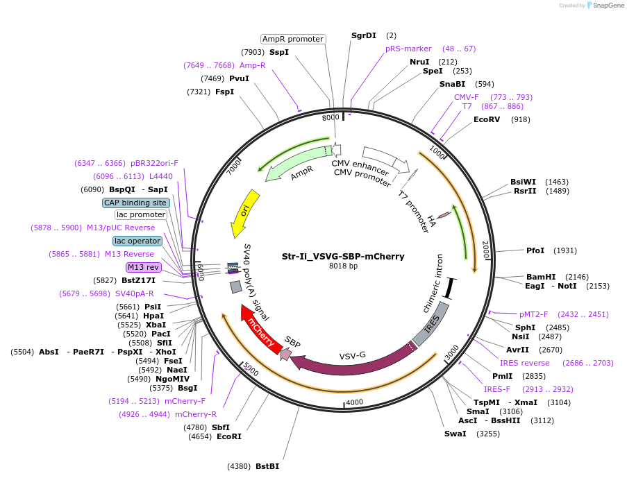 65301-plasmid-map-sequence-id-209428