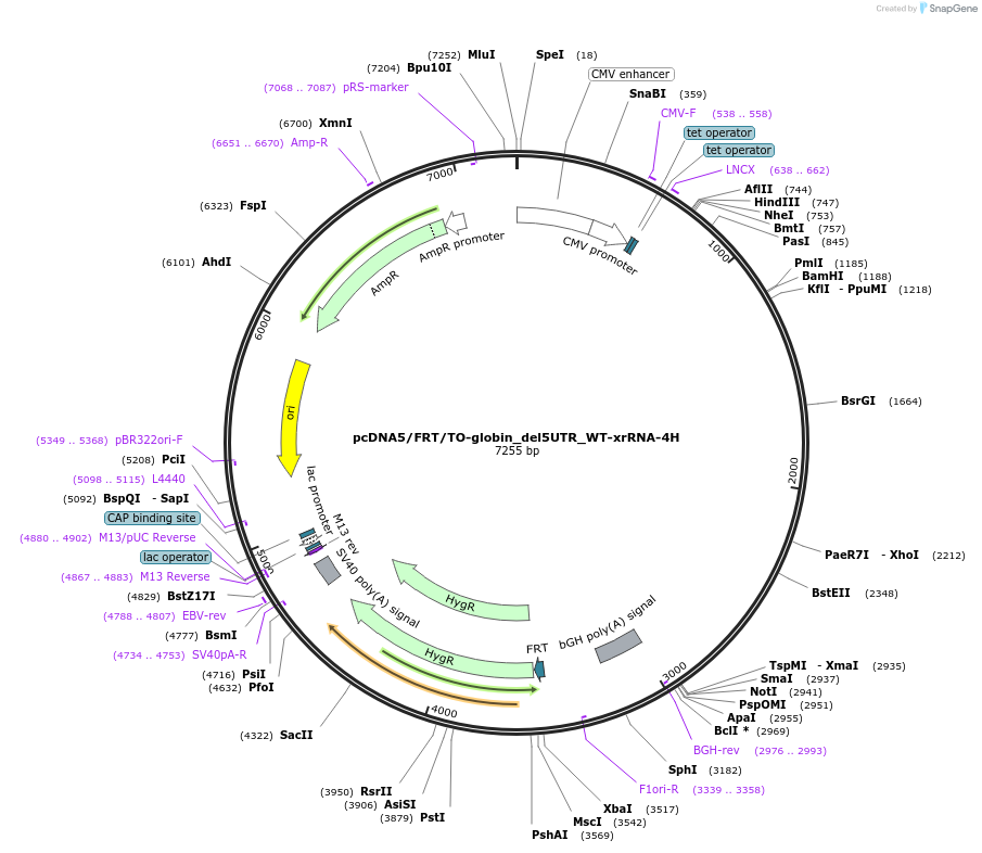 108375-plasmid-map-sequence-id-209429
