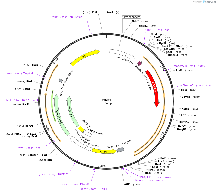 107290-plasmid-map-sequence-id-209470