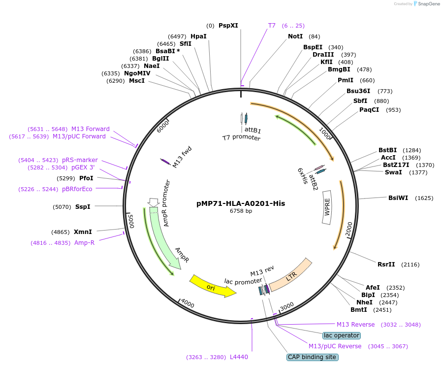 108214-plasmid-map-sequence-id-209519