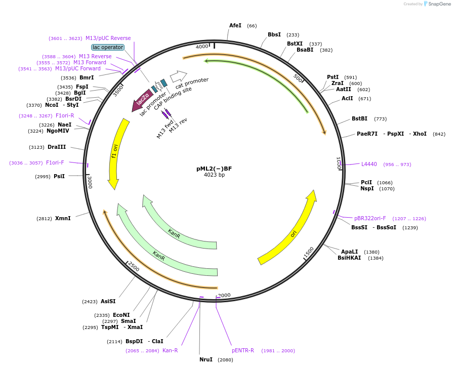 108338-plasmid-map-sequence-id-209524