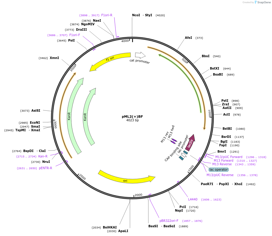 108334-plasmid-map-sequence-id-209526
