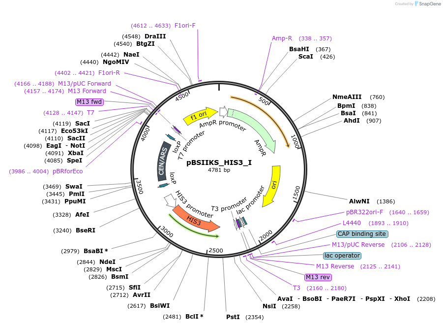 109062-plasmid-map-sequence-id-209541