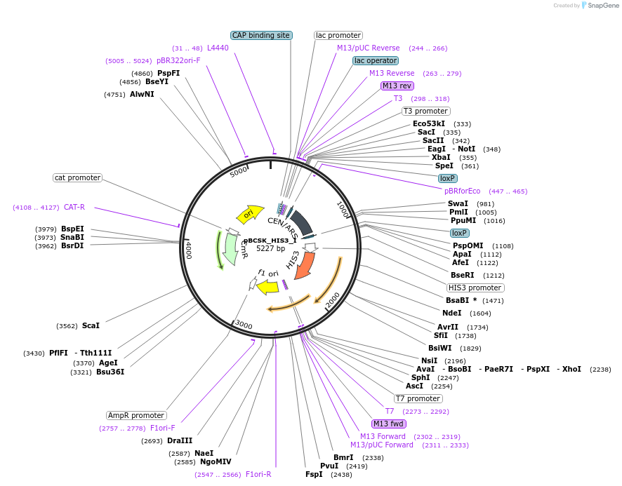 109058-plasmid-map-sequence-id-209548