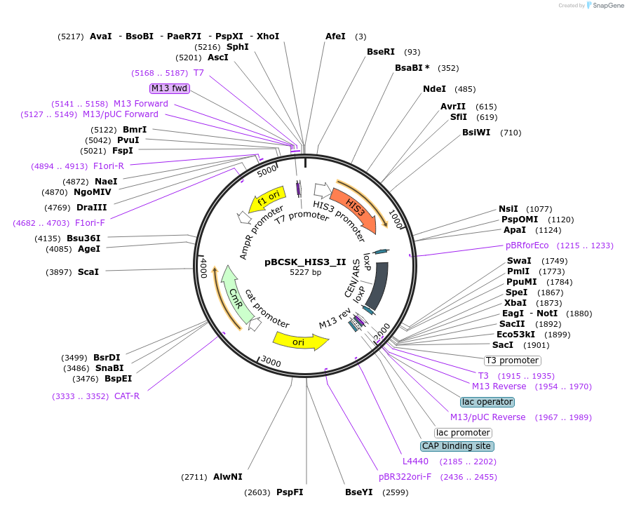 109059-plasmid-map-sequence-id-209551