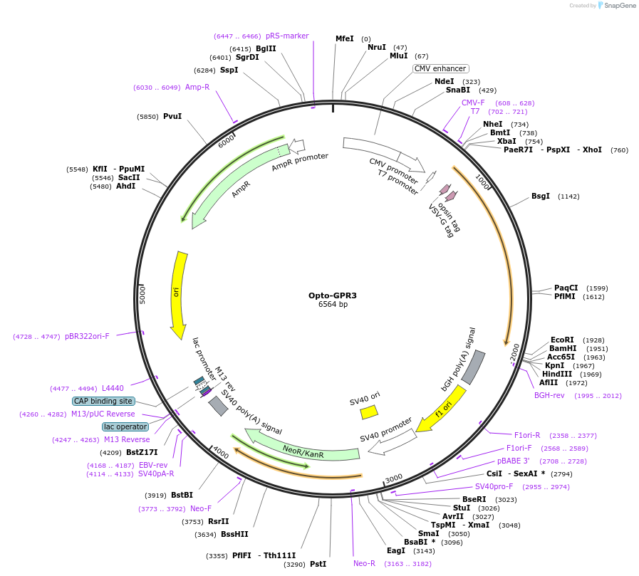 106000-plasmid-map-sequence-id-209607