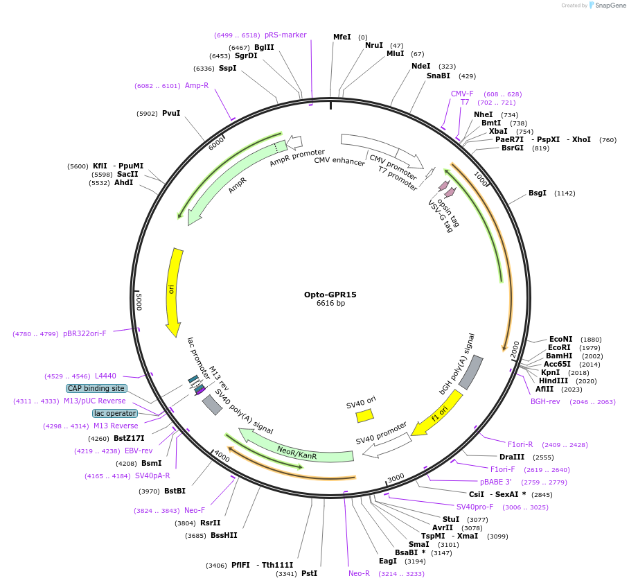 106004-plasmid-map-sequence-id-209612