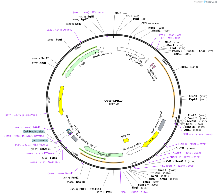 106005-plasmid-map-sequence-id-209614