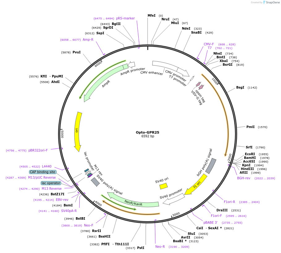 106011-plasmid-map-sequence-id-209618