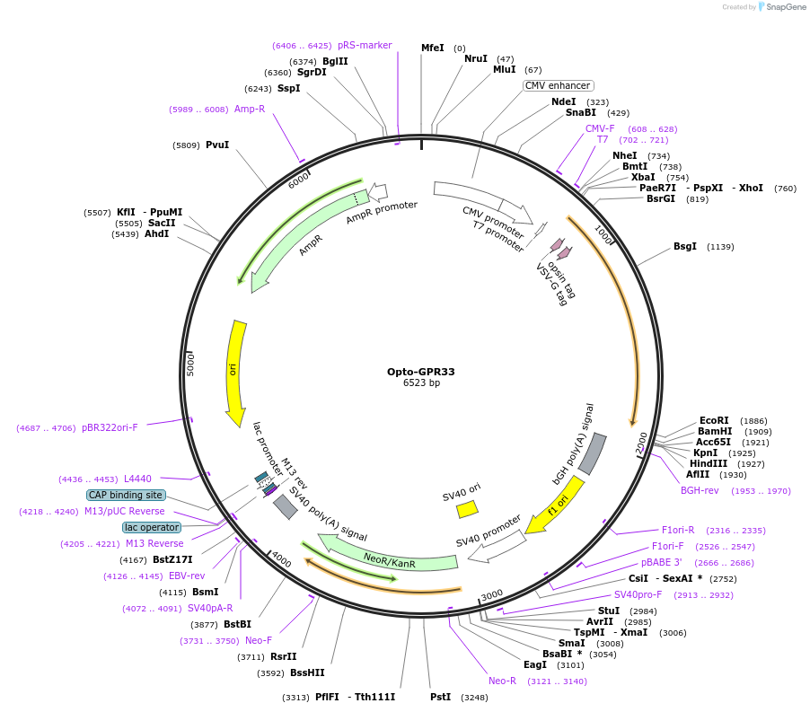 106016-plasmid-map-sequence-id-209626