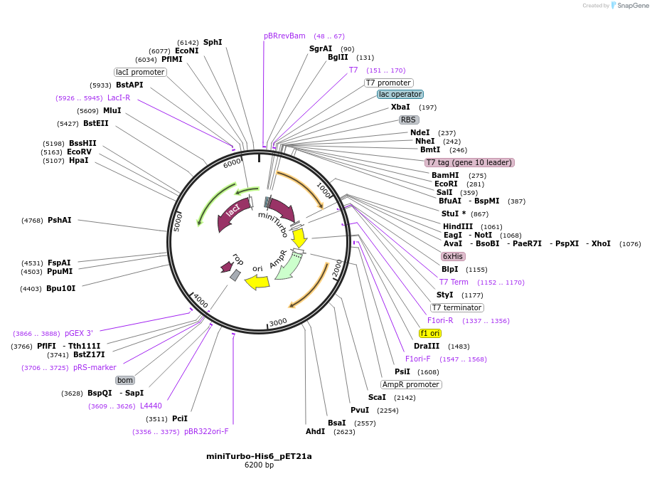 107178-plasmid-map-sequence-id-209629
