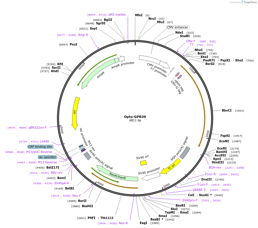 106021-plasmid-map-sequence-id-209633