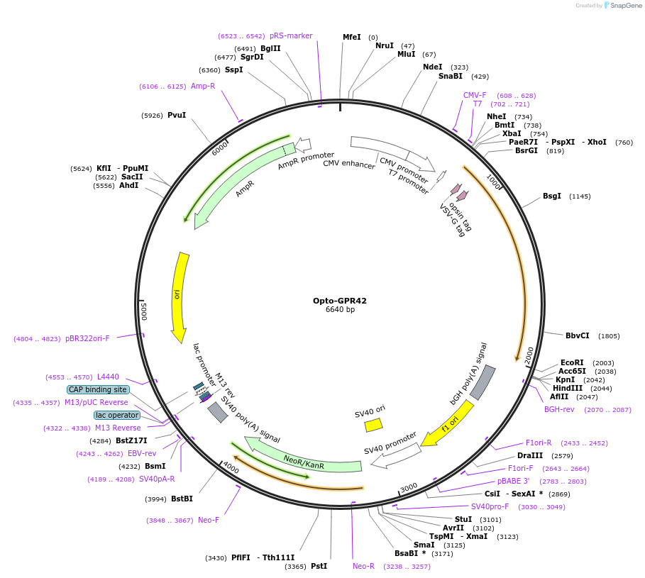 106022-plasmid-map-sequence-id-209635