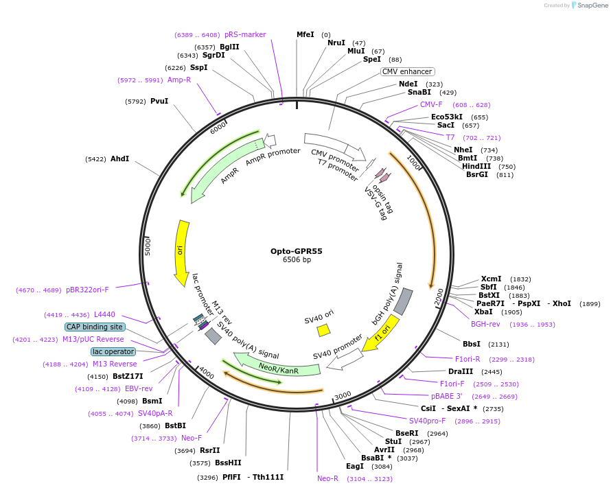 106026-plasmid-map-sequence-id-209640