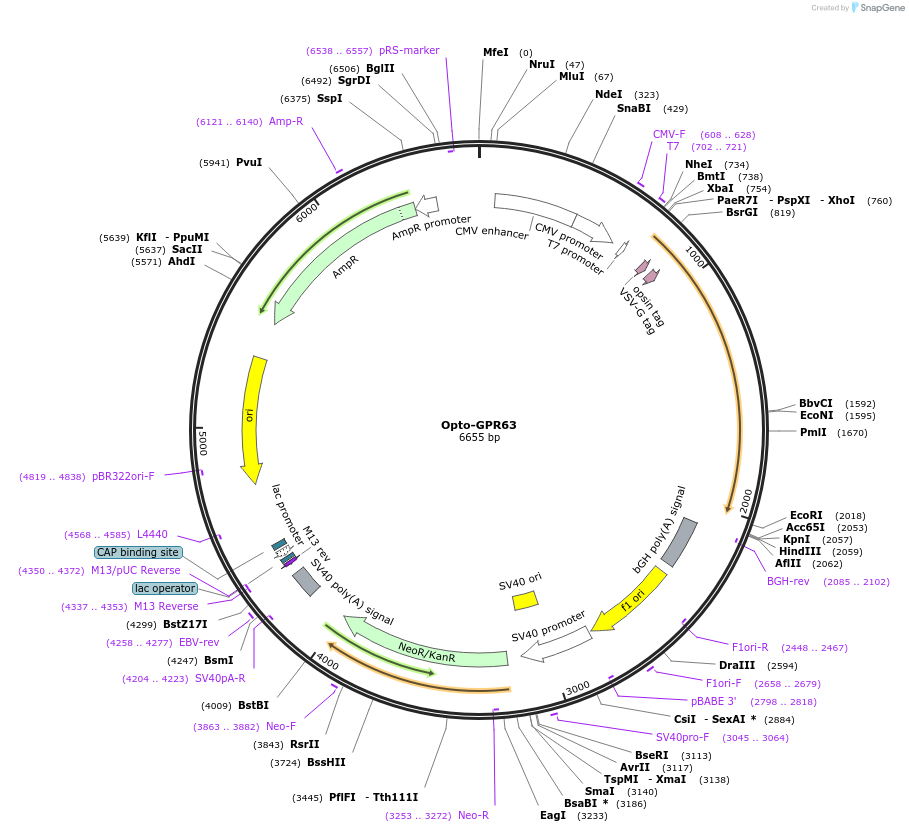106029-plasmid-map-sequence-id-209642