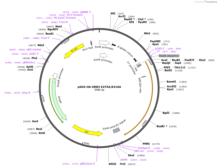 107768-plasmid-map-sequence-id-209653