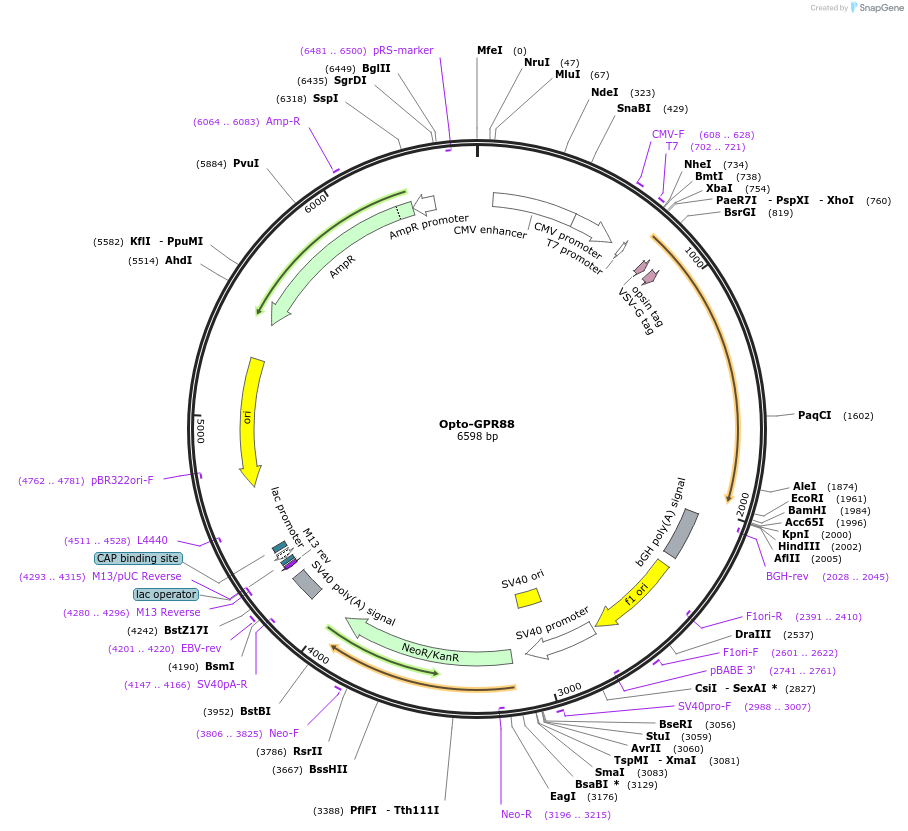 106039-plasmid-map-sequence-id-209661