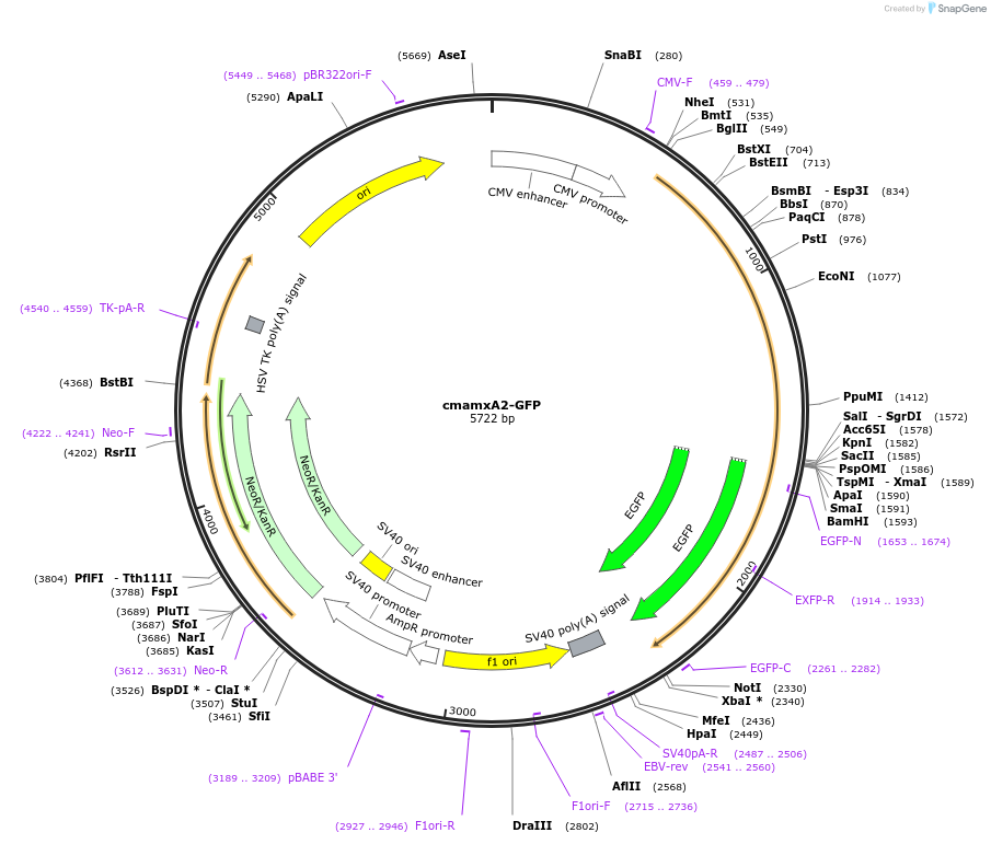 107197-plasmid-map-sequence-id-209669