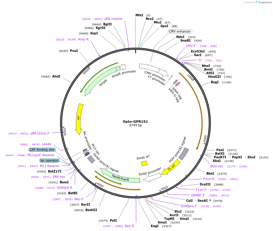 106051-plasmid-map-sequence-id-209681