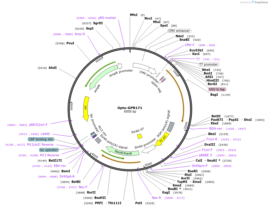 106057-plasmid-map-sequence-id-209690