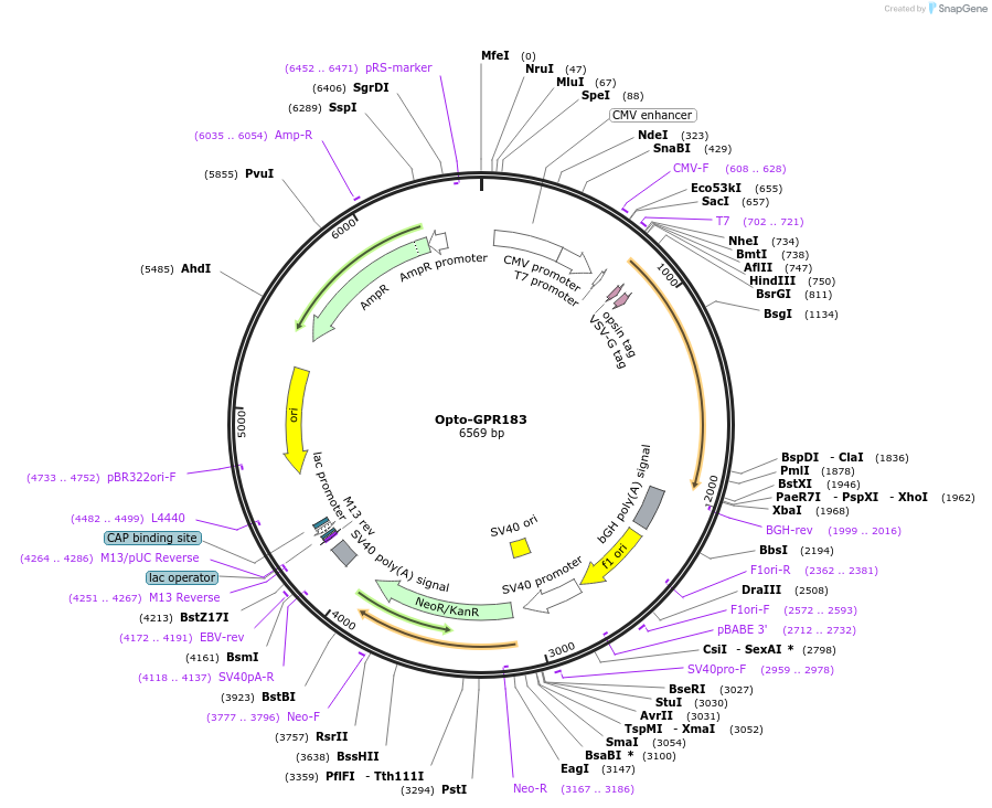 106062-plasmid-map-sequence-id-209701