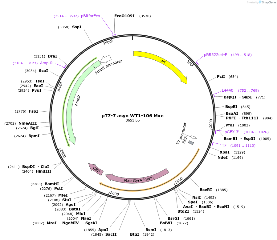 105746-plasmid-map-sequence-id-209704