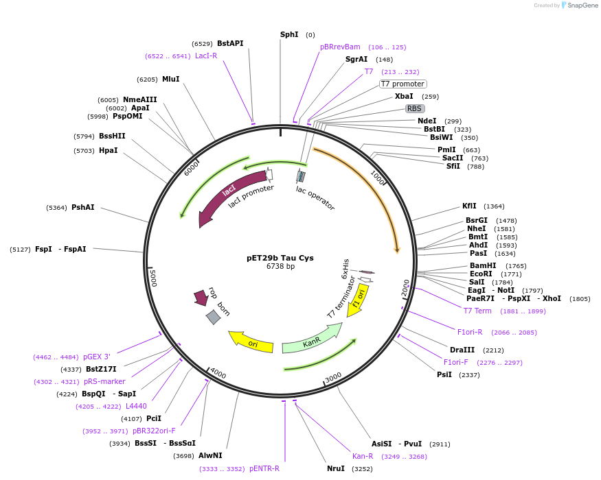 108867-plasmid-map-sequence-id-209739
